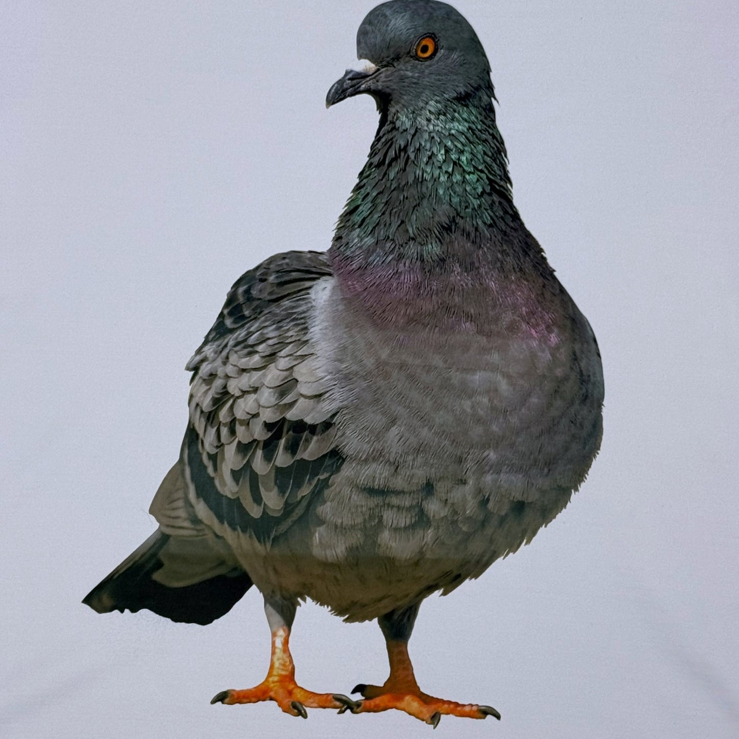 PIGEON LILAC TEE - 2X