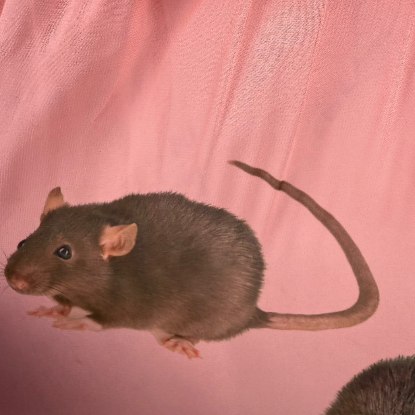 PINK 7 DEADLY SINS RAT SAMPLE TANK - L