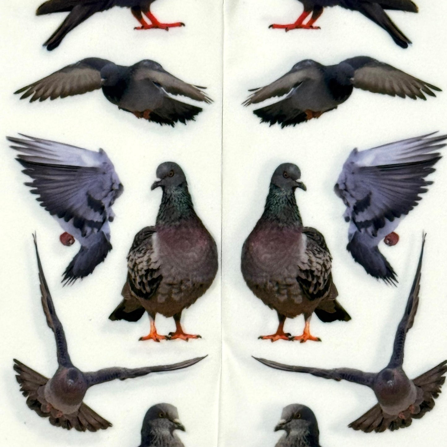 PIGEON TIGHTS **PRE-ORDER**