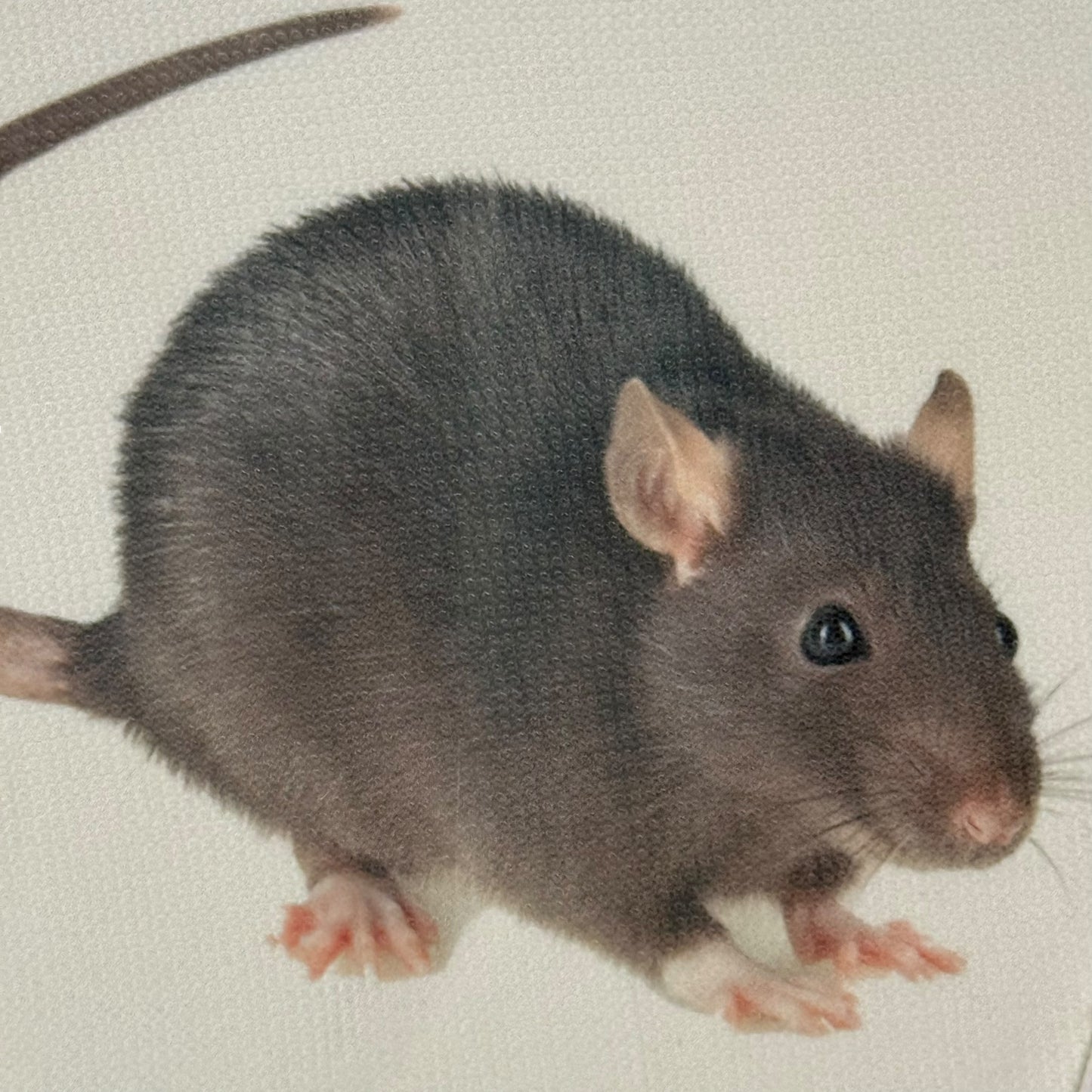 BIG RAT THERMAL - 2XL
