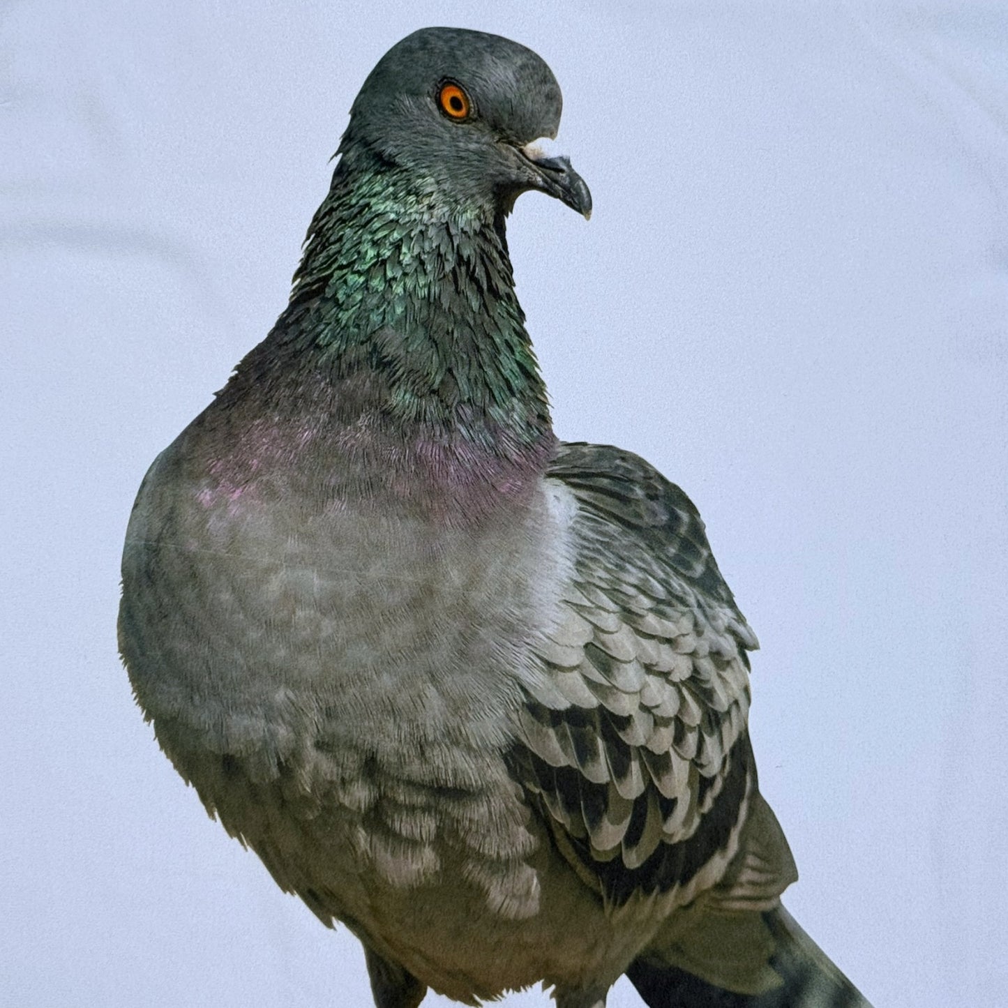 MY BABY PIGEON BLUE TANK - 2XL